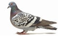 Rock Pigeon in profile, showcasing its grey and white feathers and distinctive red eyes. Royalty Free Stock Photo