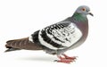 Rock Pigeon in profile, showcasing its grey and white feathers and distinctive red eyes. Royalty Free Stock Photo