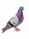 Rock Pigeon in profile, showcasing its grey and white feathers and distinctive red eyes. Royalty Free Stock Photo