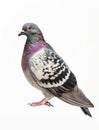 Rock Pigeon in profile, showcasing its grey and white feathers and distinctive red eyes. Royalty Free Stock Photo