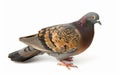 Rock Pigeon in profile, showcasing its grey and white feathers and distinctive red eyes. Royalty Free Stock Photo