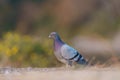 Rock pigeon resting at seaside