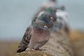 Rock pigeon resting at seaside