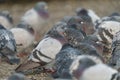 Rock pigeon resting at seaside