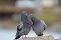 Rock pigeon resting at seaside