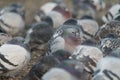 Rock pigeon resting at seaside