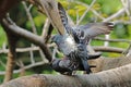 Rock pigeon Rock dove Columba livia Birds mating Royalty Free Stock Photo