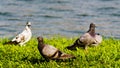 Rock Pigeon or Rock Dove or Columba livia Royalty Free Stock Photo