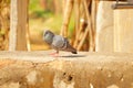 Rock pigeon