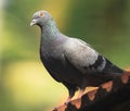 The Rock Pigeon on Roof ! Royalty Free Stock Photo
