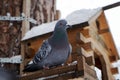 Rock Pigeon in a snowy forest, perching on a birdhouse, close-up