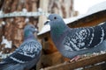 Rock Pigeon in a snowy forest, perching on a birdhouse, close-up