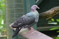 A Rock Pigeon standing on a wooden ledge