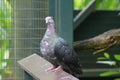 A Rock Pigeon standing on a wooden ledge