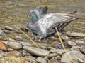 Rock pigeon taking a refreshing bath in the river.