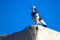 Rock Pigeon with unusual white and purple coloration