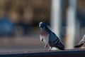 Rock Pigeon walking across a bridge rail by a road