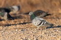 Rock Pigeon walking across a patch of rocky ground