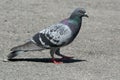 Feral Pigeon - Columba livia domestica