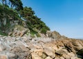 A rock with pines on it and many stones