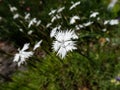 The rock pink or fragrant snowflake garden pink Dianthus petraeus flowering with single deeply fringed white flowers in the Royalty Free Stock Photo