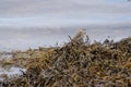 Rock Pipit (Anthus petrosus) at Carragh an t-Sruith, Sound of Islay, Isle of Jura, Scotland