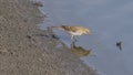 Rock pipit looking for food on the beach Royalty Free Stock Photo