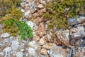 Rock plants in Glyfa on Corfu, Greece.