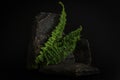 Rock podium on the black background with tropical leaves. Stone podest for product, cosmetic presentation. Creative mock Royalty Free Stock Photo