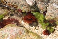 Rock Pool Royalty Free Stock Photo