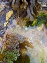 Rockpool - seaweed and seasnails Royalty Free Stock Photo