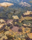 Rock pool with seaweed at seaside