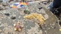 Rock pooling with a net for sea creatures on rocks