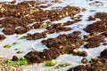 Rock Pools Covered In Seaweed At Low Tide