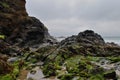 Rock Pools And Seaweed