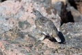 Rock ptarmigan at alert