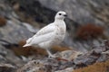 Rock Ptarmigan (Arctic regions) (Generative AI) Royalty Free Stock Photo