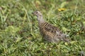 Rock ptarmigan chick on background of green tundra Royalty Free Stock Photo