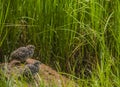 Rock Ptarmigan Chicks Royalty Free Stock Photo