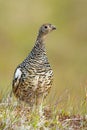 Rock ptarmigan female standing on meadow in summer nature. Royalty Free Stock Photo