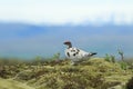 rock ptarmigan (Lagopus muta) Iceland