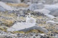 Rock Ptarmigan Lagopus muta Perched on the Tundra at the Edge of the Arctic Ocean