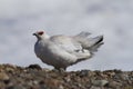 Rock Ptarmigan Lagopus Muta showing spring colours near Baker Lake