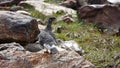 Rock Ptarmigan on Wilderness Road at Stekenjokk in Sweden