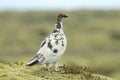 RjÃÂºpur - rock ptarmigan (Lagopus muta) Iceland