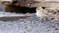 Rock ptarmigan (Lagopus mutus) chick Royalty Free Stock Photo