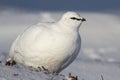 Rock Ptarmigan male who stands in the winter tundra Bering Island Royalty Free Stock Photo