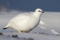 Rock Ptarmigan male who stands in the winter tundra