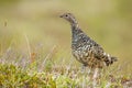 Rock ptarmigan standing on meadow in summer Iceland. Royalty Free Stock Photo