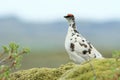 rock ptarmigan (Lagopus muta) Iceland